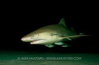 Lemon shark at night. Bahamas