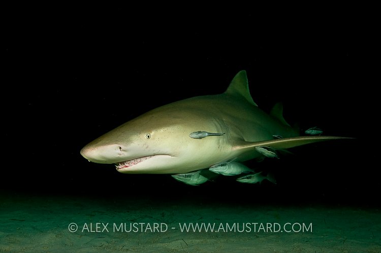 Lemon shark at night. Bahamas