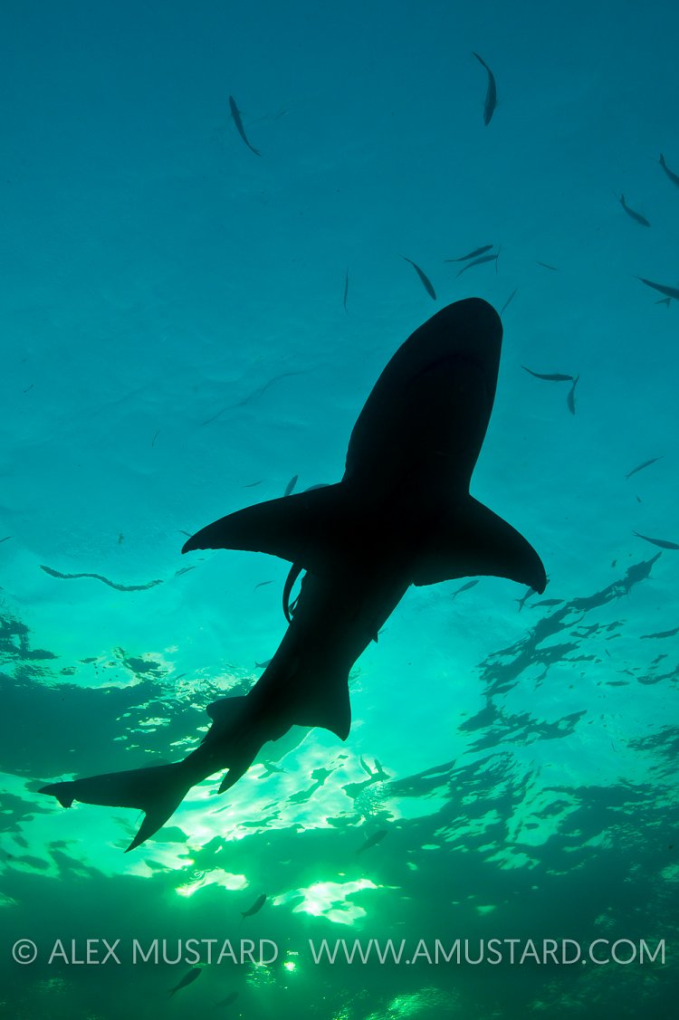 Lemon shark silhouette. Bahamas