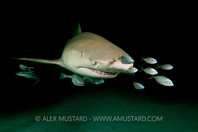 Lemon shark at night. Bahamas