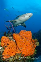 Lemon shark over reef. Bahamas