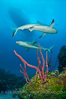 Pair of Caribbean reef sharks over reef. Bahamas.
