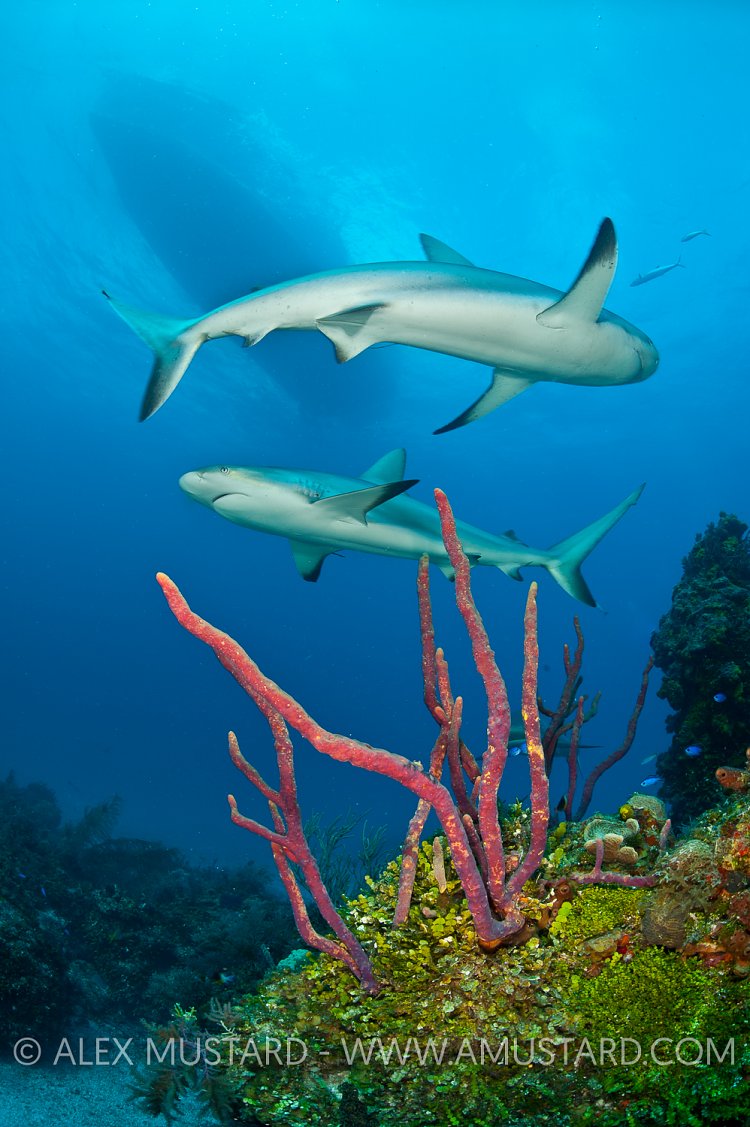 Pair of Caribbean reef sharks over reef. Bahamas.