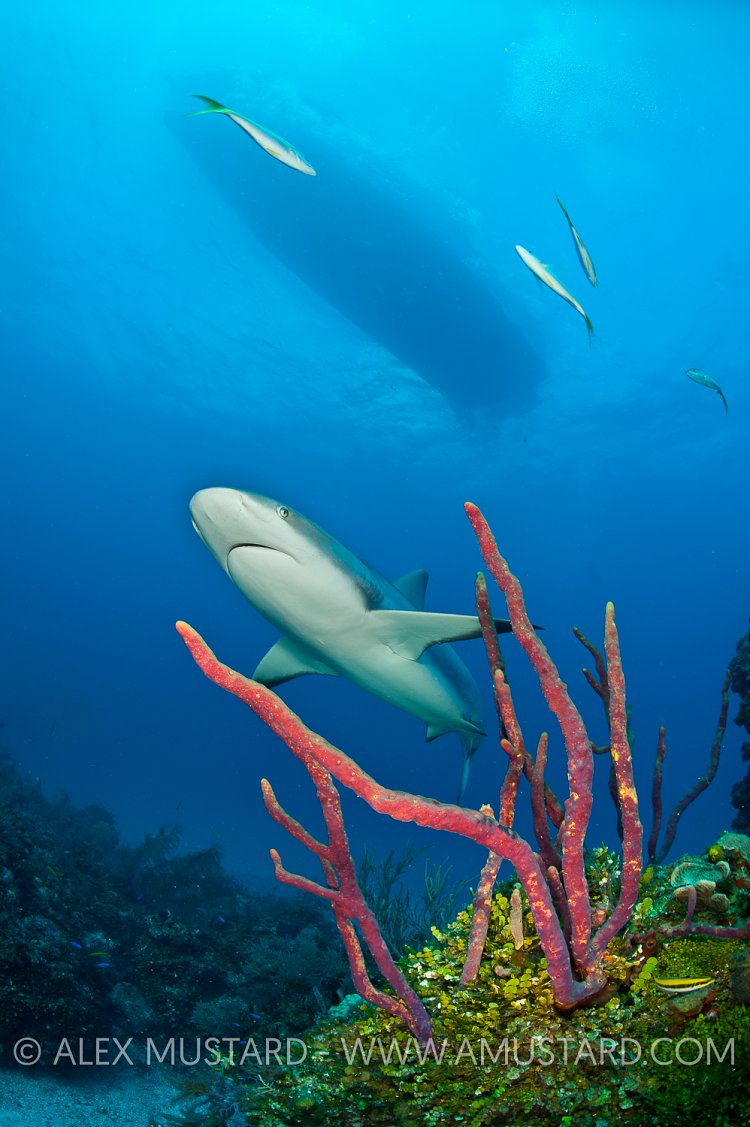 Caribbean reef shark over reef. Bahamas.