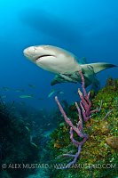 Lemon shark over reef. Bahamas