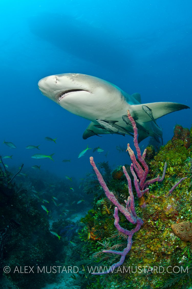 Lemon shark over reef. Bahamas