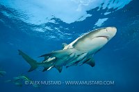 Lemon shark at the surface. Bahamas