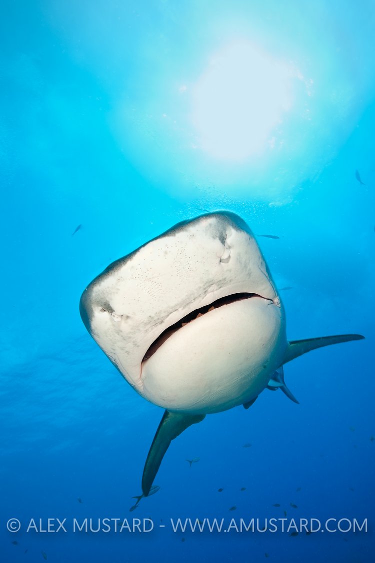 Tiger shark coming out of the sun. Bahamas.