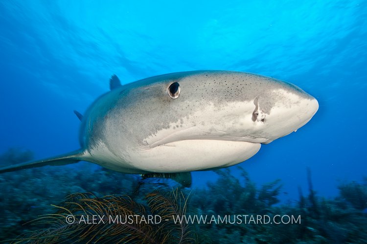 Tiger shark over reef. Bahamas.