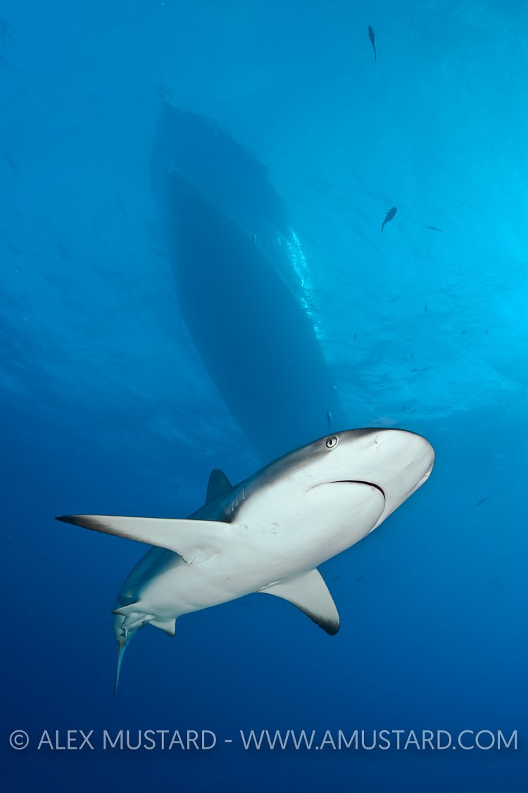 Caribbean reef shark under a boat. Bahamas.