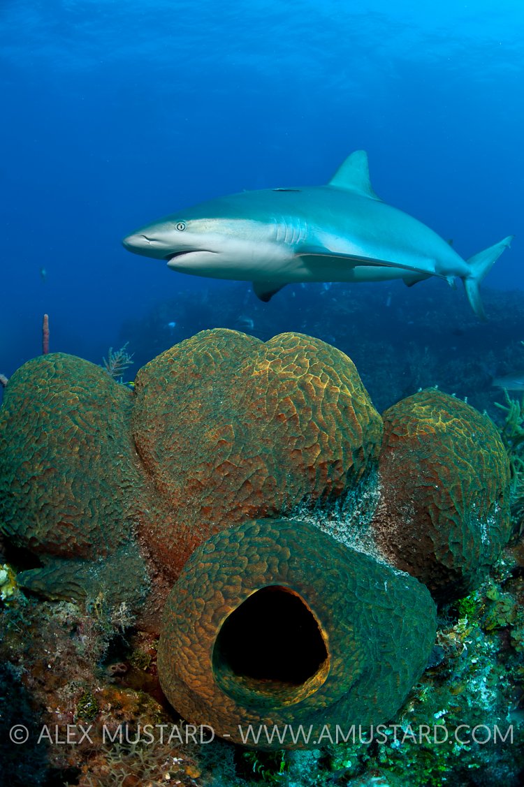 Caribbean reef shark over reef. Bahamas.