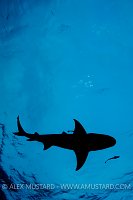 Lemon shark silhouette. Bahamas