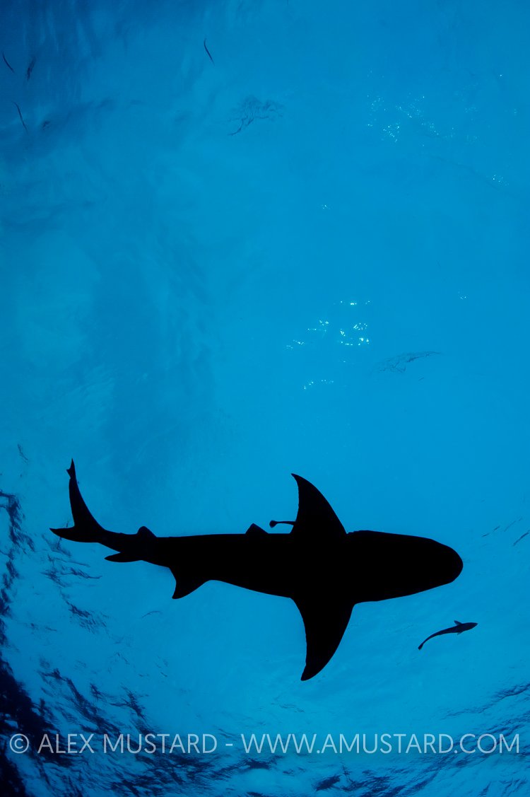 Lemon shark silhouette. Bahamas