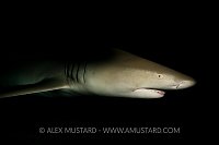 Lemon shark at night. Bahamas