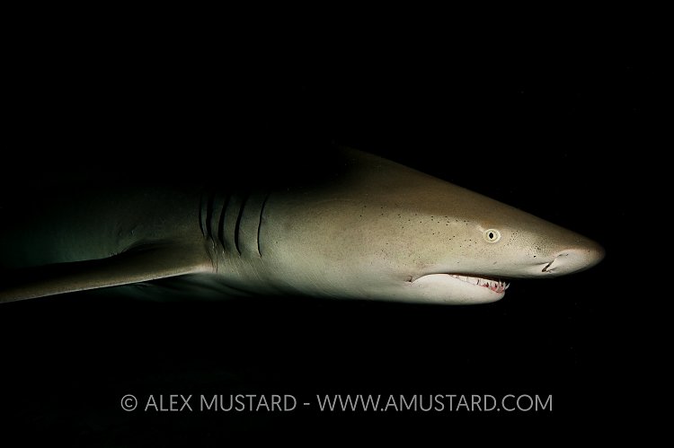 Lemon shark at night. Bahamas