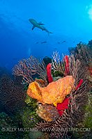 Caribbean reef shark over reef. Bahamas.