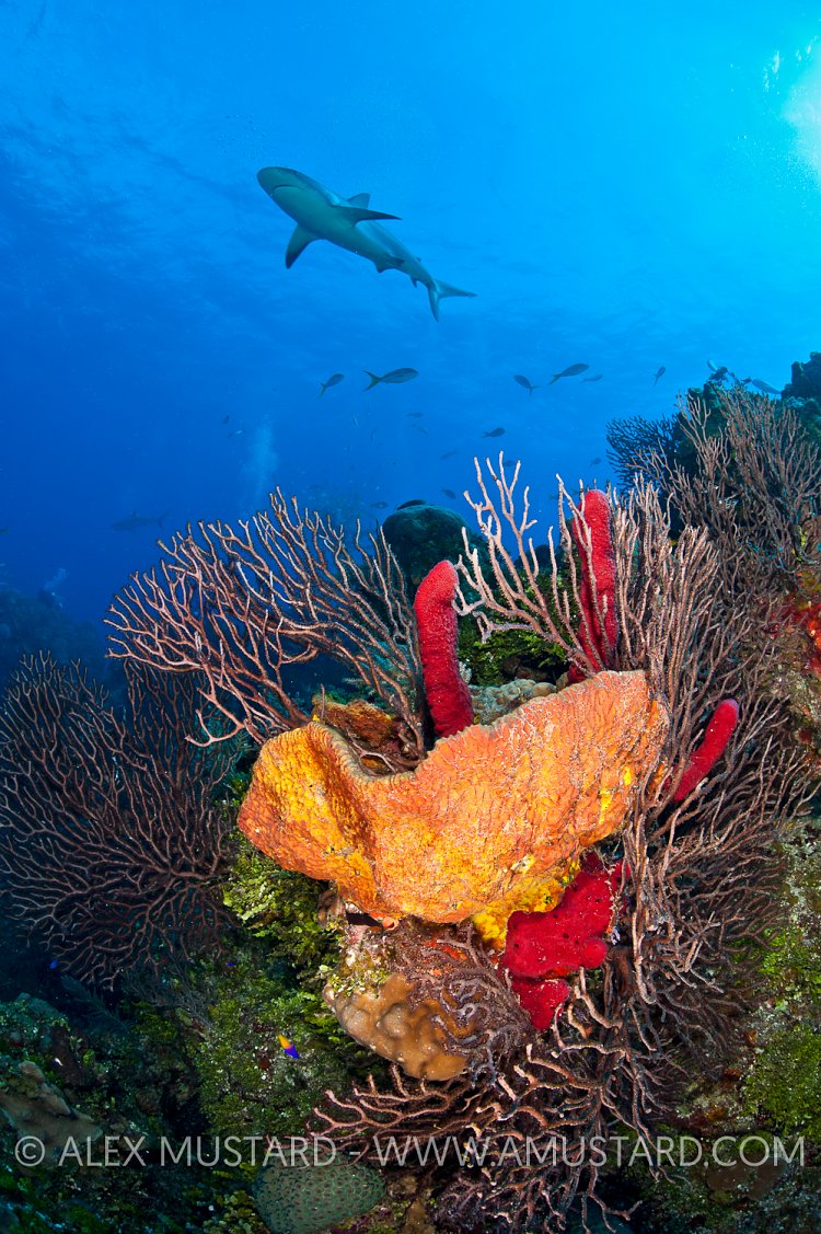Caribbean reef shark over reef. Bahamas.