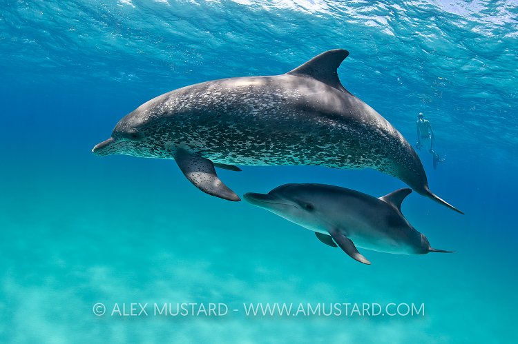 Dolphin mum (probably) and baby. Bahamas.