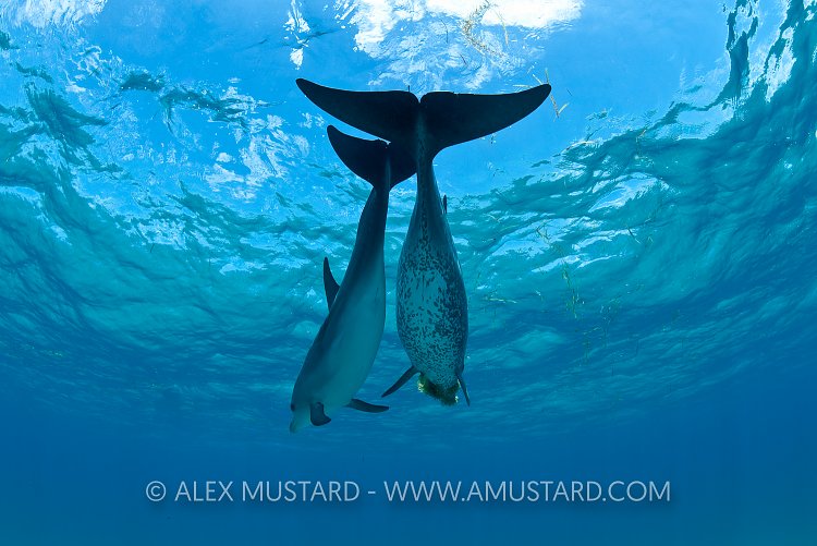 Dolphin pair almost silhouette! Bahamas