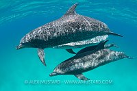 Group of spotted dolphins. Bahamas