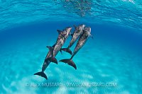 Pod of spotted dolphins. Bahamas.