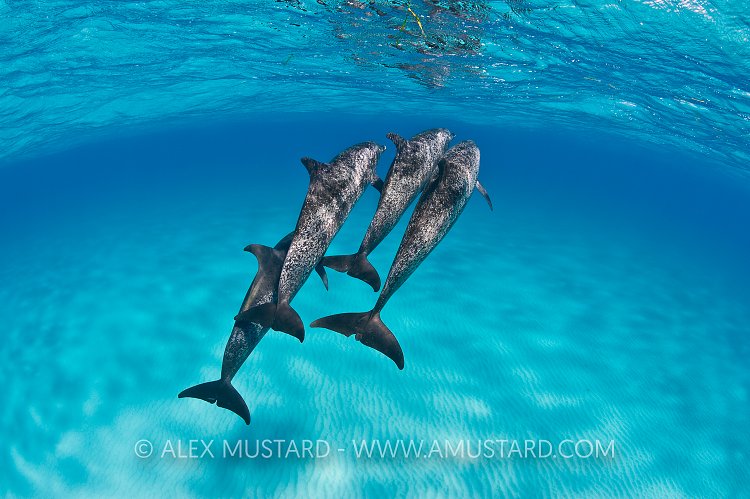 Pod of spotted dolphins. Bahamas.