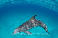 Bottlenose Dolphin. Bahamas.