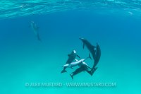 Male bottlenose dolphins rape Atlantic spotted dolphins. Bahamas