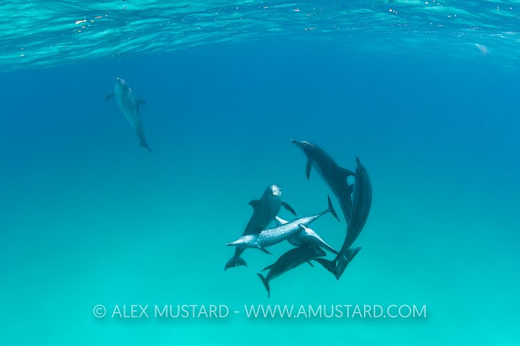 Male bottlenose dolphins rape Atlantic spotted dolphins. Bahamas