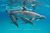 Pod of dolphins. Bahamas
