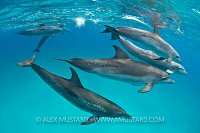 Dolphin group. Bahamas
