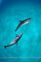Dolphin pair. Bahamas