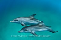 Young Atlantic Spotted Dolphins. Bahamas