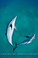 Pair of Atlantic spotted dolphins. Bahamas