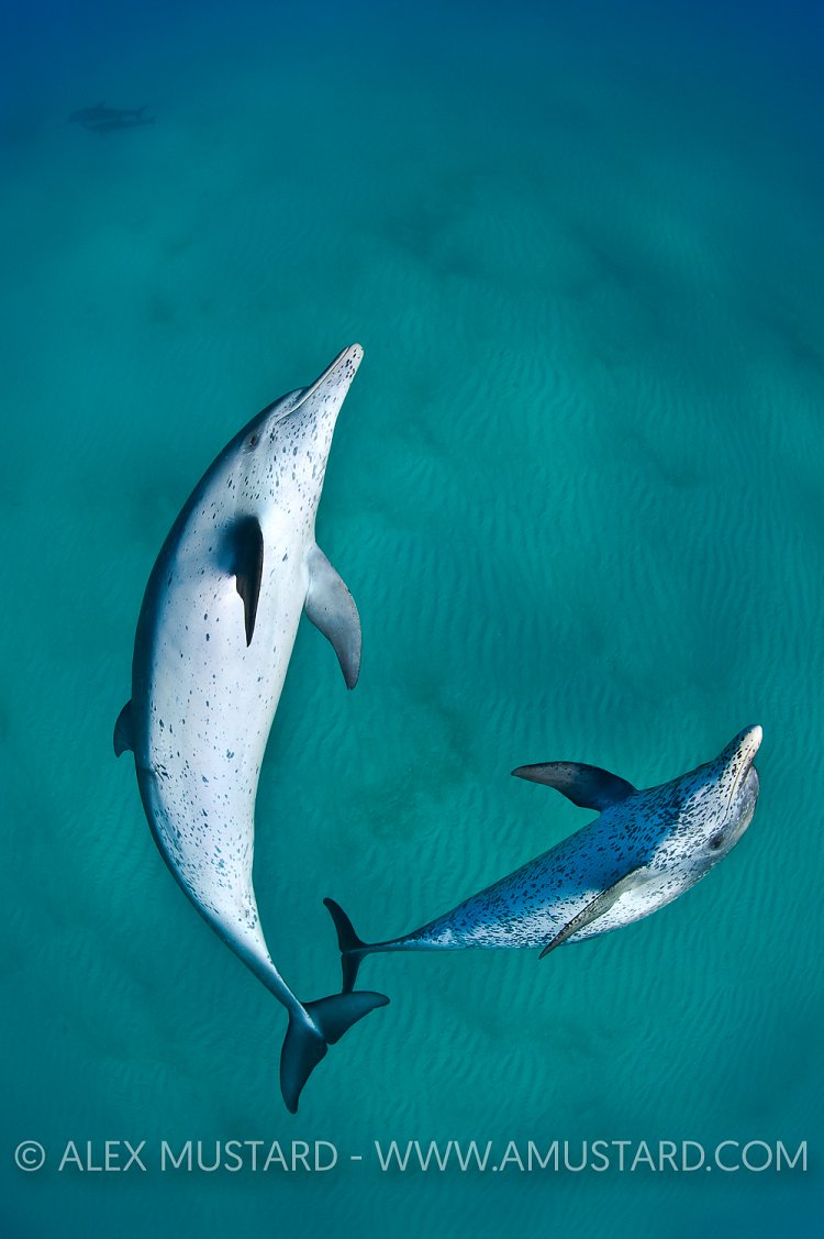 Pair of Atlantic spotted dolphins. Bahamas
