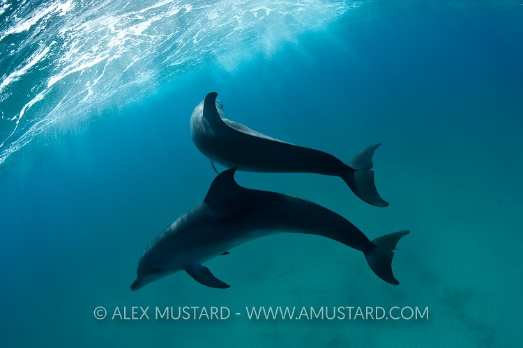Dancing dolphins. Bahamas