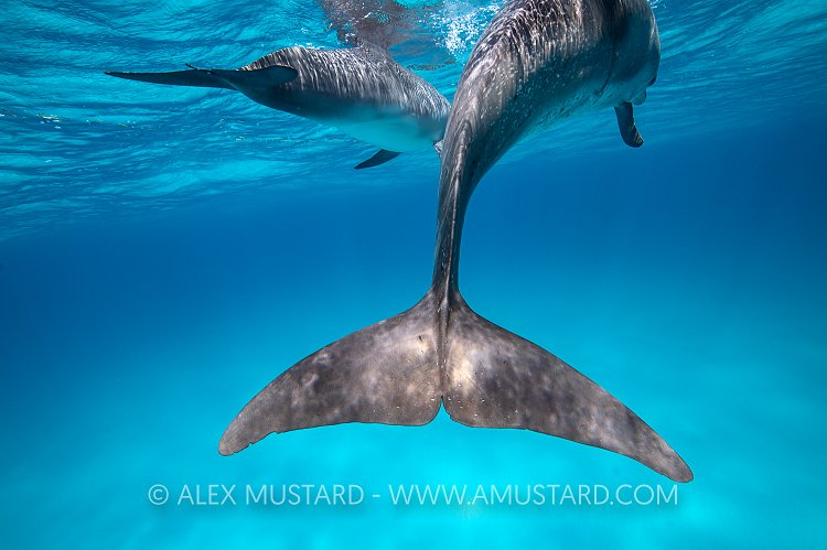 Dolphins. Bahamas