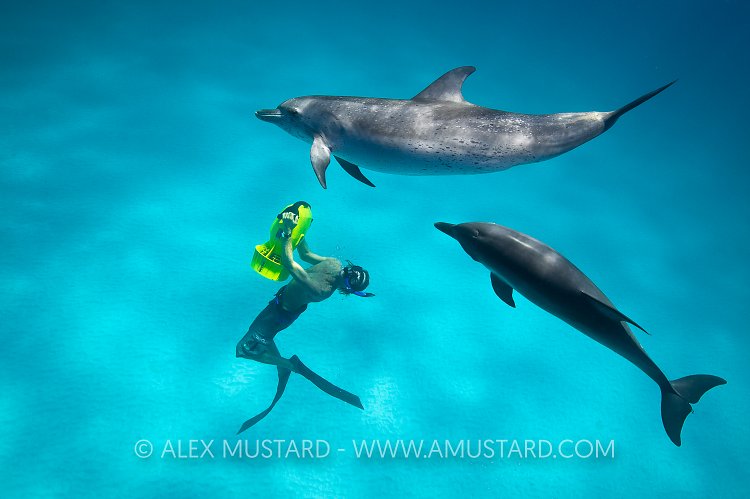 Spotted dolphins and free diver. Bahamas.