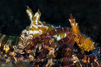 Wonderpus Mating. Bali, Indonesia.
