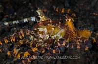 Mating Wonderpus. Indonesia