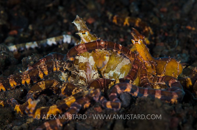 Mating Wonderpus. Indonesia