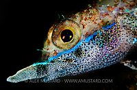 Rhino Triplefin. Bali, Indonesia.