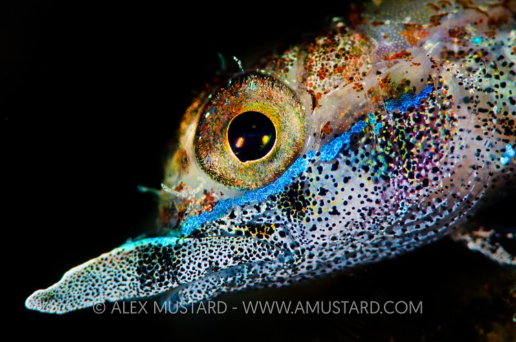 Rhino Triplefin. Bali, Indonesia.