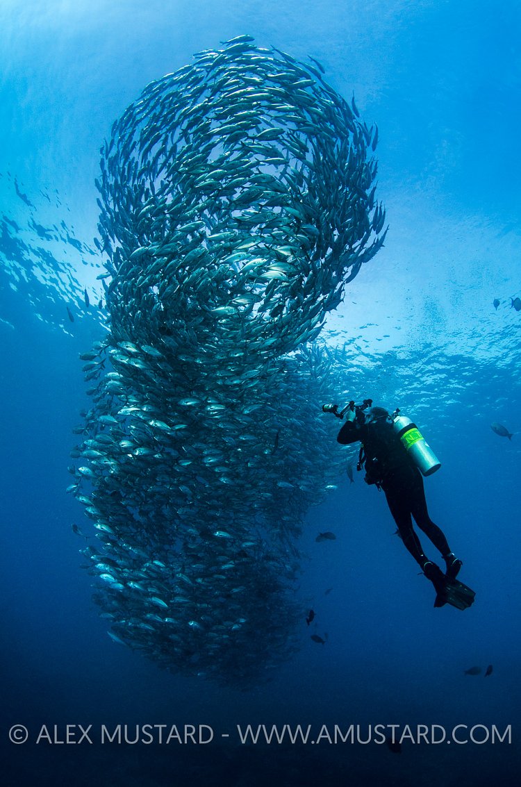 Schooling Jacks.Indonesia