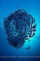 Schooling Jacks. Bali, Indonesia.