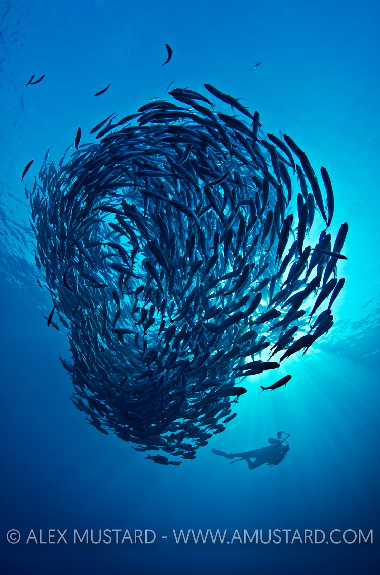 Schooling Jacks. Bali, Indonesia.