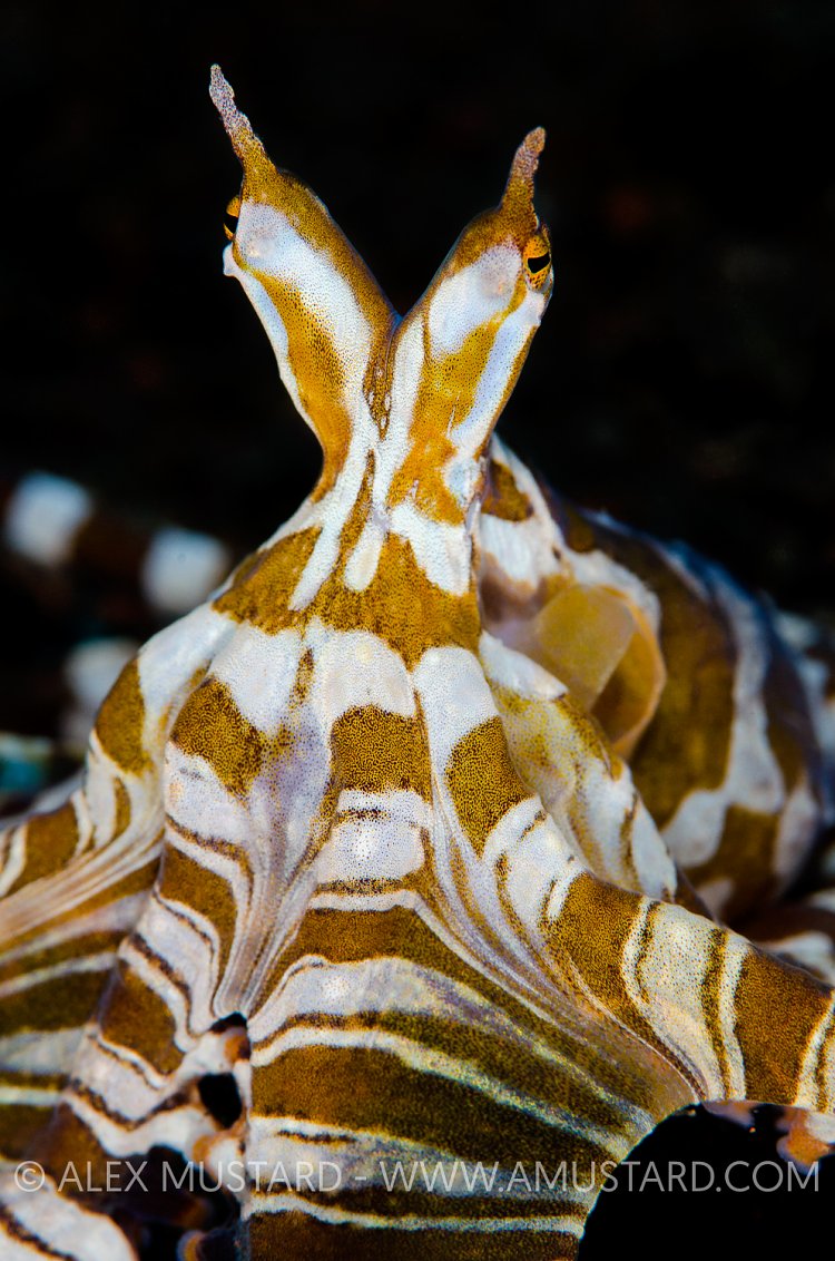 Wonderpus Portrait. Indonesia