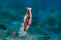 Long Arm Octopus, Indonesia.