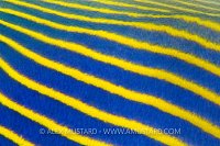 Emperor Stripes. Indonesia