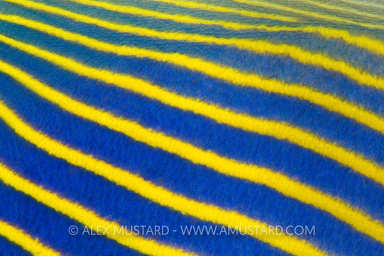 Emperor Stripes. Indonesia